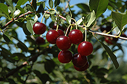 Carmine Jewel Cherry (Prunus 'Carmine Jewel') at Make It Green Garden Centre