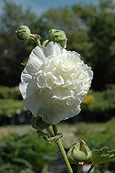 Chater's Double White Hollyhock (Alcea rosea 'Chater's Double White') at Make It Green Garden Centre