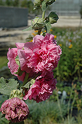 Chater's Double Pink Hollyhock (Alcea rosea 'Chater's Double Pink') at Lurvey Garden Center