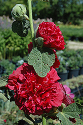 Chater's Double Red Hollyhock (Alcea rosea 'Chater's Double Red') at Lurvey Garden Center