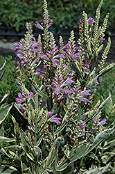 Variegated Obedient Plant (Physostegia virginiana 'Variegata') at Make It Green Garden Centre