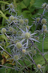 Blue Cap Sea Holly (Eryngium planum 'Blaukappe') at Make It Green Garden Centre
