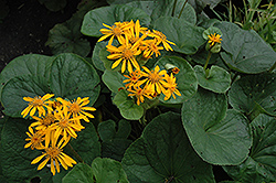 Desdemona Rayflower (Ligularia dentata 'Desdemona') at Lurvey Garden Center