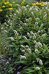 Gooseneck Loosestrife (Lysimachia clethroides) at Lurvey Garden Center