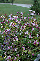 Grapeleaf Anemone (Anemone tomentosa 'Robustissima') at Make It Green Garden Centre