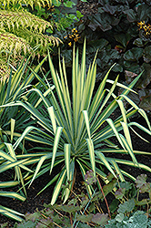 Golden Sword Adam's Needle (Yucca filamentosa 'Golden Sword') at Make It Green Garden Centre