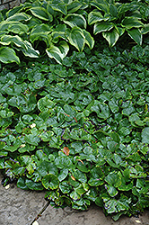 Canadian Wild Ginger (Asarum canadense) at Lurvey Garden Center