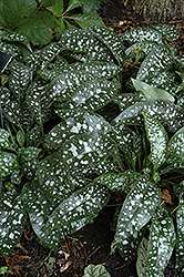 Trevi Fountain Lungwort (Pulmonaria 'Trevi Fountain') at Lurvey Garden Center