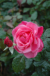 Grandma's Blessing Rose (Rosa 'Grandma's Blessing') at Make It Green Garden Centre