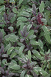 Tricolor Sage (Salvia officinalis 'Tricolor') at Make It Green Garden Centre