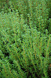 Common Thyme (Thymus vulgaris) at Make It Green Garden Centre