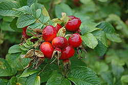 Rugosa Rose (Rosa rugosa) at Make It Green Garden Centre