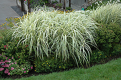 Variegated Silver Grass (Miscanthus sinensis 'Variegatus') at Make It Green Garden Centre