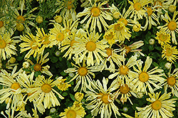 Yellow Quill Chrysanthemum (Chrysanthemum 'Yellow Quill') at Make It Green Garden Centre