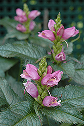 Hot Lips Turtlehead (Chelone lyonii 'Hot Lips') at Make It Green Garden Centre