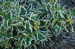 Cool Splash Bush Honeysuckle (Diervilla sessilifolia 'LPDC Podaras') at Make It Green Garden Centre