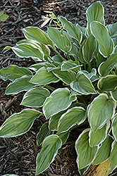 So Sweet Hosta (Hosta 'So Sweet') at Lurvey Garden Center