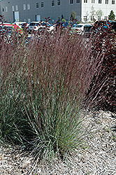 Blue Heaven Bluestem (Schizachyrium scoparium 'Blue Heaven') at Make It Green Garden Centre