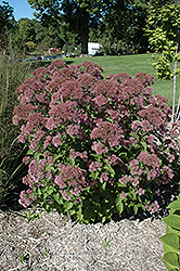 Little Joe Dwarf Joe Pye Weed (Eupatorium maculatum 'Little Joe') at Make It Green Garden Centre