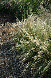 Pony Tails Mexican Feather Grass (Stipa tenuissima 'Pony Tails') at Make It Green Garden Centre