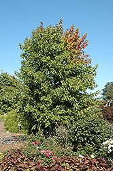 Sienna Glen Maple (Acer x freemanii 'Sienna') at Lurvey Garden Center