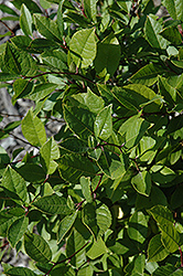 Jim Dandy Winterberry (Ilex verticillata 'Jim Dandy') at Make It Green Garden Centre