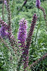 Prairie Blazing Star (Liatris pychnostachya) at Make It Green Garden Centre