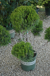 Mint Julep Juniper (pom pom) (Juniperus chinensis 'Mint Julep (pom pom)') at Lurvey Garden Center