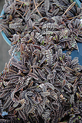 Platt's Black Brass Buttons (Leptinella squalida 'Platt's Black') at Lurvey Garden Center