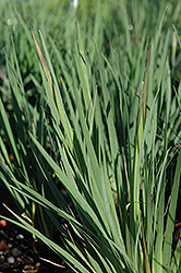 Lucerne Blue-Eyed Grass (Sisyrinchium angustifolium 'Lucerne') at Make It Green Garden Centre