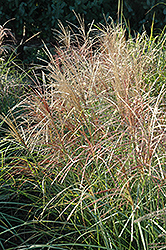 Red Silver Maiden Grass (Miscanthus sinensis 'Rotsilber') at Make It Green Garden Centre