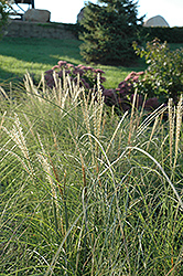 Sarabande Maiden Grass (Miscanthus sinensis 'Sarabande') at Make It Green Garden Centre