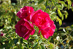 Flower Carpet Pink Rose (Rosa 'Flower Carpet Pink') at Make It Green Garden Centre