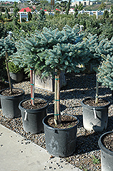 Globe Blue Spruce (tree form) (Picea pungens 'Globosa (tree form)') at Lurvey Garden Center