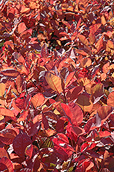 Grace Smokebush (Cotinus 'Grace') at Lurvey Garden Center