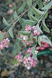 Amethyst Coralberry (Symphoricarpos x doorenbosii 'Kordes') at Make It Green Garden Centre
