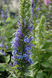 Blue Cardinal Flower (Lobelia siphilitica) at Make It Green Garden Centre