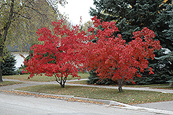 Flame Amur Maple (Acer ginnala 'Flame') at Lurvey Garden Center