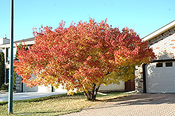 Amur Maple (multi-stem) (Acer ginnala '(multi-stem)') at Make It Green Garden Centre