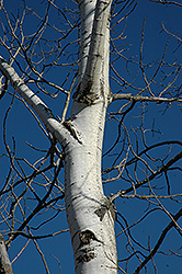 Trembling Aspen (Populus tremuloides) at Lurvey Garden Center