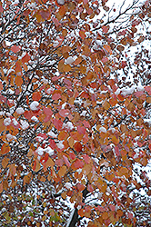 Bradford Ornamental Pear (Pyrus calleryana 'Bradford') at Lurvey Garden Center