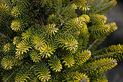 Golden Korean Fir (Abies koreana 'Aurea') at Lurvey Garden Center