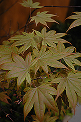 Purple-Leaf Japanese Maple (Acer palmatum 'Atropurpureum') at Make It Green Garden Centre