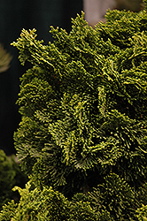 Dwarf Hinoki Falsecypress (Chamaecyparis obtusa 'Nana Gracilis') at Make It Green Garden Centre
