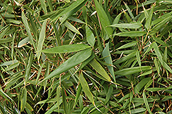 Rufa Clump Bamboo (Fargesia rufa) at Lurvey Garden Center