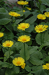 Leonardo Compact Leopard's Bane (Doronicum orientale 'Leonardo Compact') at Make It Green Garden Centre