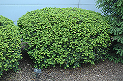 Densiformis Yew (Taxus x media 'Densiformis') at Make It Green Garden Centre