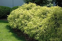 Dwarf Golden Sawara Falsecypress (Chamaecyparis pisifera 'Aurea Nana') at Lurvey Garden Center