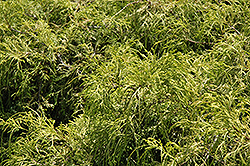 Dwarf Golden Sawara Falsecypress (Chamaecyparis pisifera 'Aurea Nana') at Make It Green Garden Centre