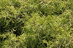 Dwarf Golden Sawara Falsecypress (Chamaecyparis pisifera 'Aurea Nana') at Lurvey Garden Center